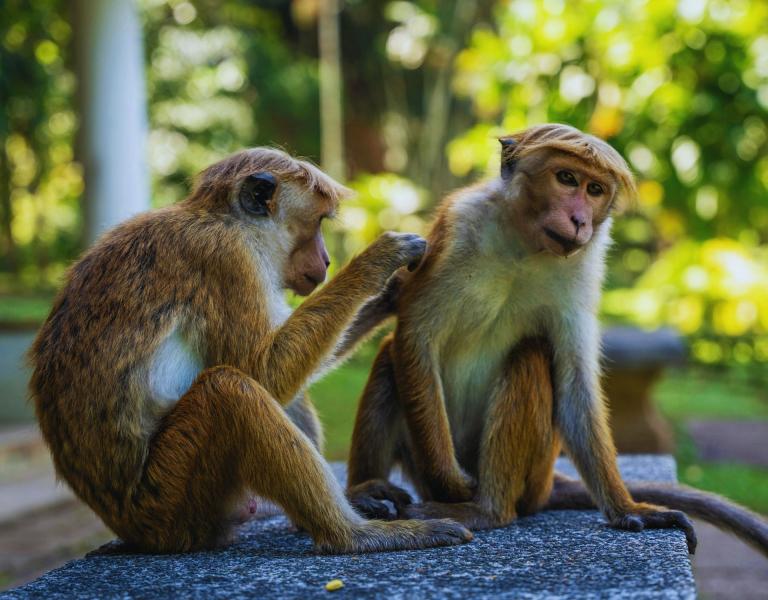 Elegant Sri Lanka Air Arabia Hava Yolları ile 5 Gece