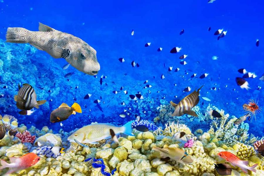 Antalya Çıkışlı Sharm El Sheihk Turu (2 Gece 4 Gün) (2026)