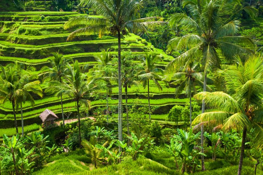 Bali & Ubud Serüveni Turu THY (6 Gece 7 Gün)(DPS-DPS)