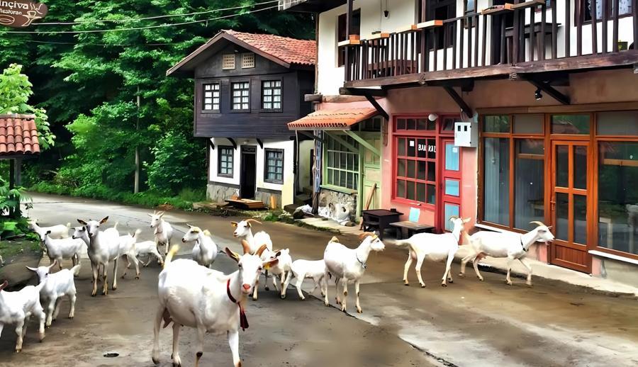 Eskişehir Çıkışlı Kuzey Yıldızı Doğu Karadeniz ve Batum Turu (4 Gece Otel Konaklamalı)