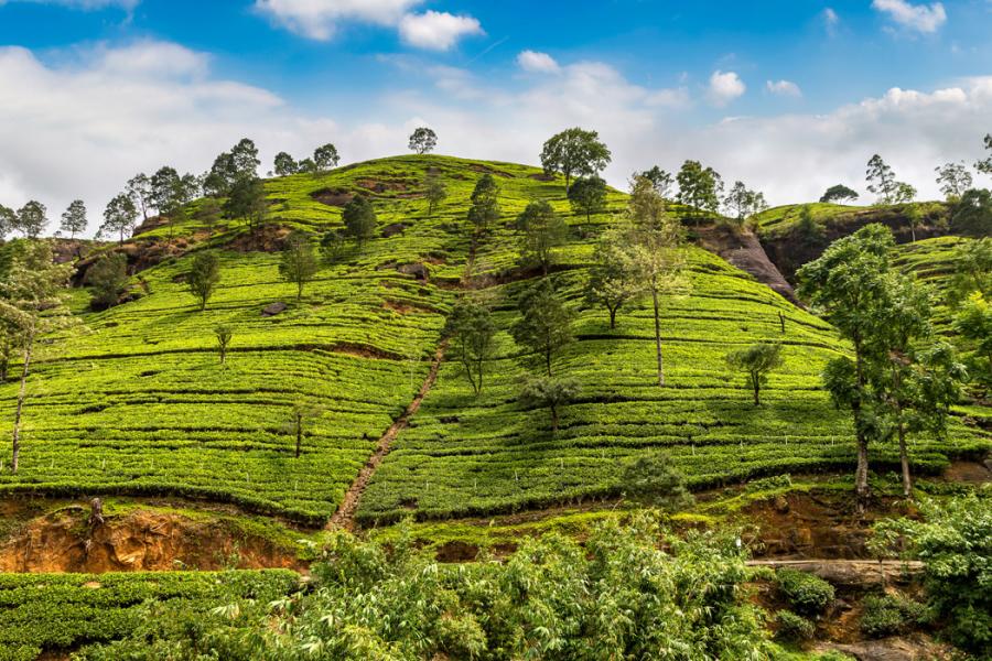 Sri Lanka Turu THY İle 6 Gece 8 Gün