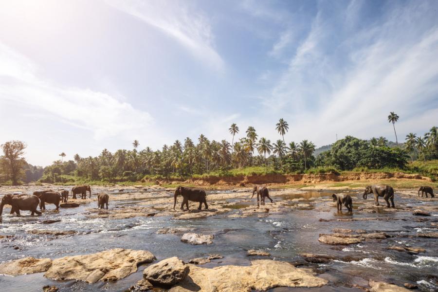 Sri Lanka Turu THY İle 6 Gece 8 Gün