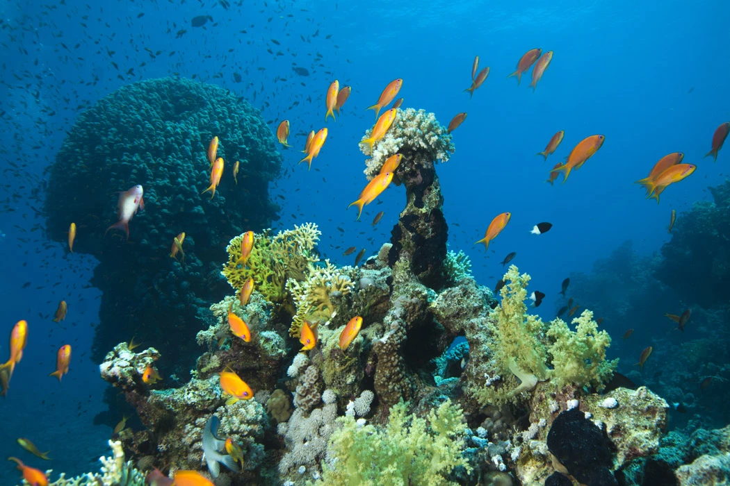 Sharm el Sheikh – Gündüz Uçakları – Her Şey Dahil Konaklama – 4 Gece / 5 Gün- Şehir Turu Dahil