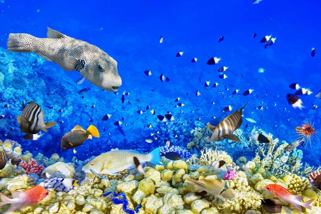 Sharm El Sheikh Turu Sömestre Özel Türk Havayolları ile 3 Gece 4 Gün (25-28 Ocak)