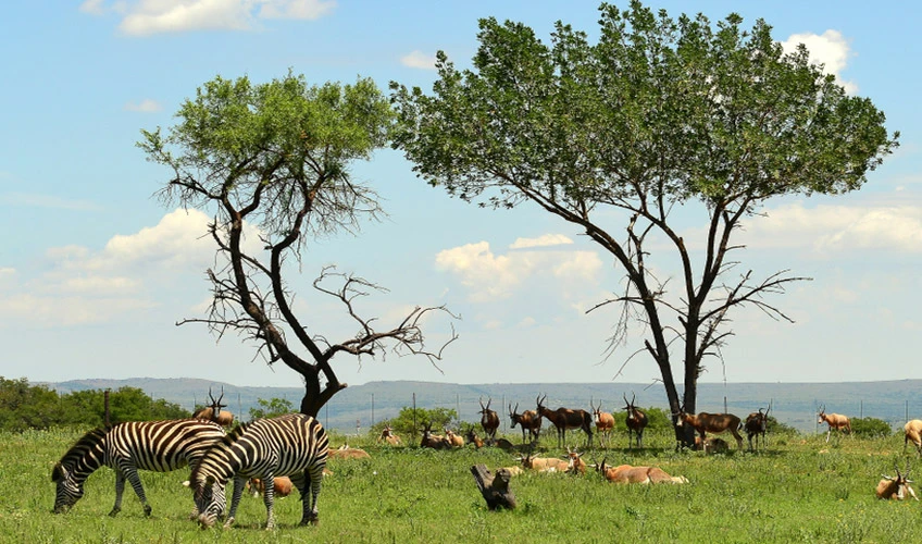 Görkemli Güney Afrika ve Safari 7 Gece - Thy ile (2027 Kış Dönemi) (JNB-CPT)