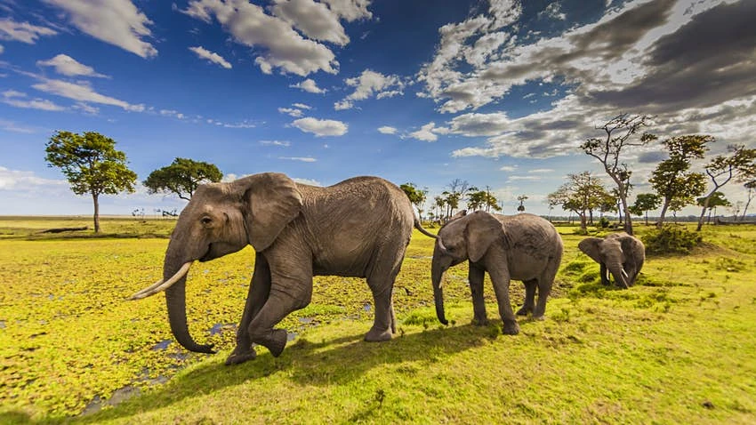 Güney Afrika Safari Serüveni Big Five'ın Peşinde Thy İle 6 Gece (CPT-JNB) 06 Mart