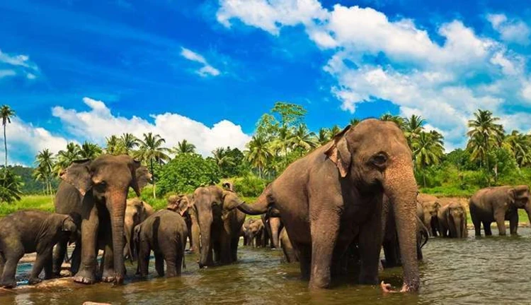 Platinum Mücevher Adası “Sri Lanka” THY ile 6 gece Akşam Yemekleri ve Tüm Turlar Dahil (CMB-CMB)