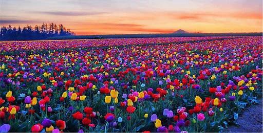 ISPARTA ÇIKIŞLI KONYA LALE BAHÇELERİ TURU