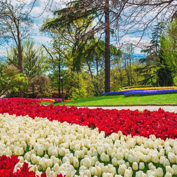 Lale Festivali Özel Kadim Şehir İstanbul