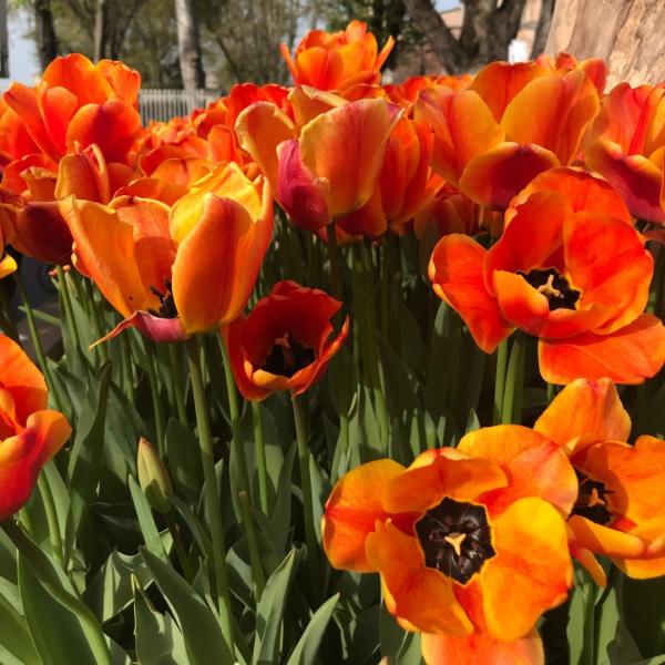 Lale Festivali Özel Kadim Şehir İstanbul