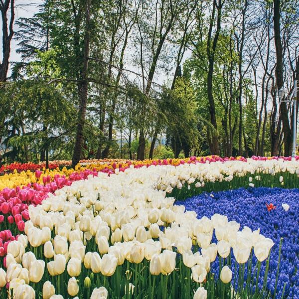 Lale Festivali Özel Kadim Şehir İstanbul