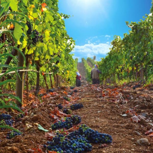 Lidya Antik Bağ Rotası