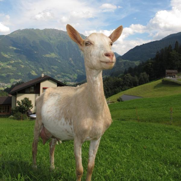  Romantik ve Masalsı Kentlerin İzinde Alpler Turu 