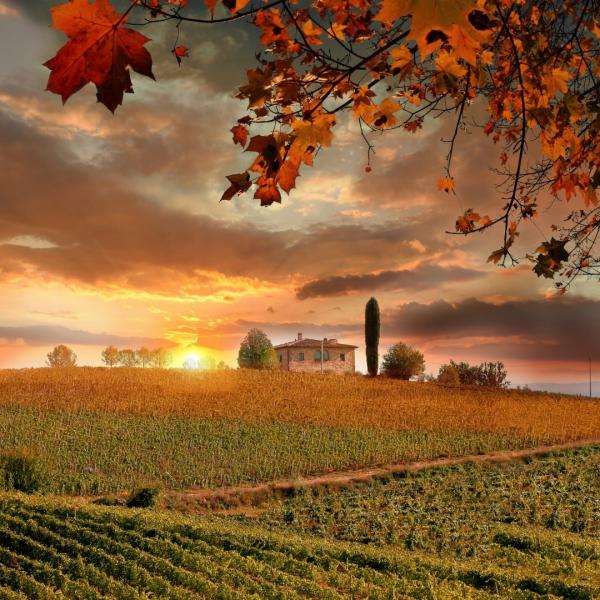 Bağ Bozumları Sona Ererken; Toskana Bölgesi
