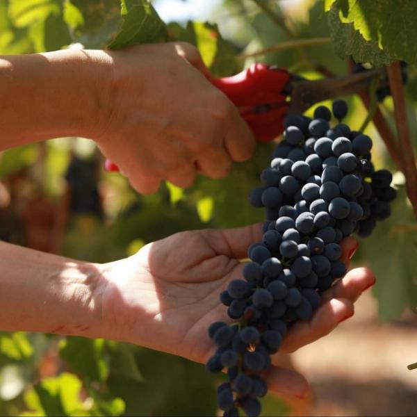 Dionysos İzinde: Lidya Antik Bağ Rotası