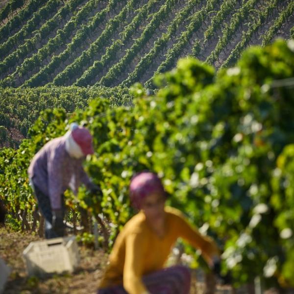 Lidya Antik Bağ Rotası Şarapları Tadımı