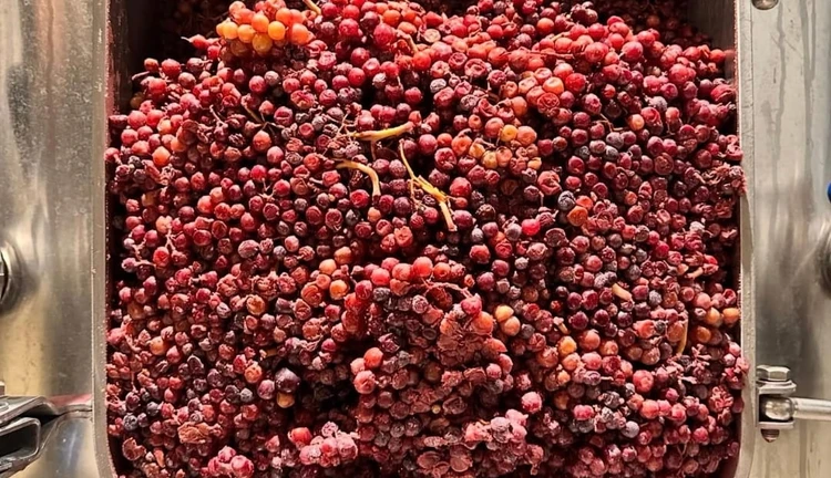Sakarya Wine Club Özel Çal Bağ Yolu