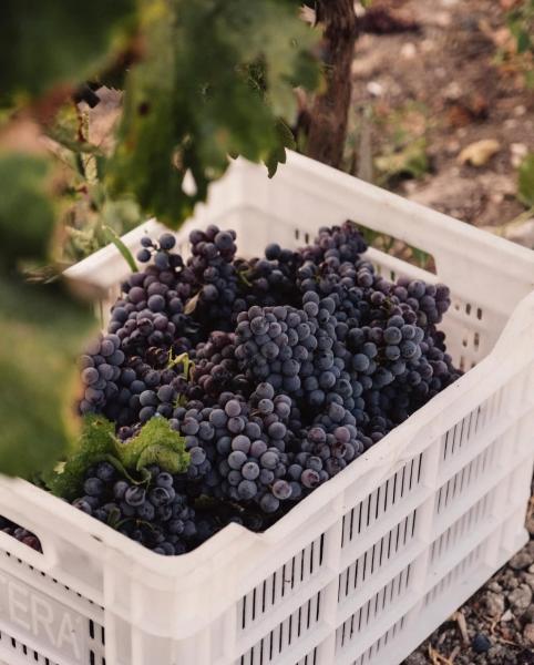 İstanbul Wine Tasting Club ile “URLA SANAT & BAĞ ROTASI”