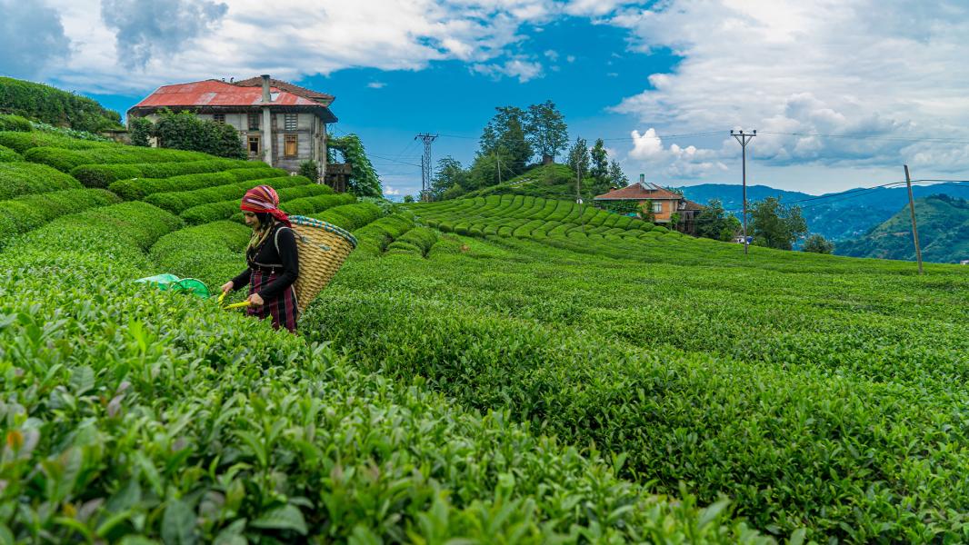 Karadeniz ve Batum Turu - Ankara Çıkışlı