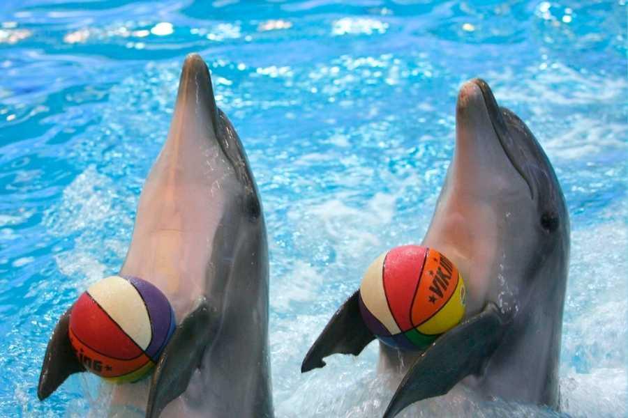 İstanbul Dolphinarium