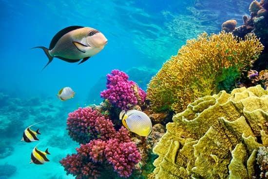 SHARM EL SHEIKH & KAHİRE TURU ÜST DÜZEY BİR DENEYİM