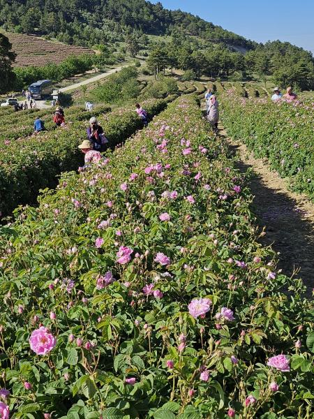 Isparta Eğirdir Salda Pamukkale Turu (Gül Hasadı) 
