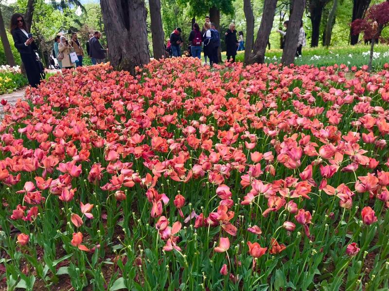 İstanbul Lale Zamanı Turu  (Hızlı Trenle)