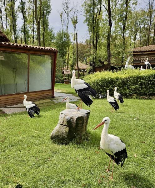 Ormanya Maşukiye Sapanca Turu (Hızlı Trenle)