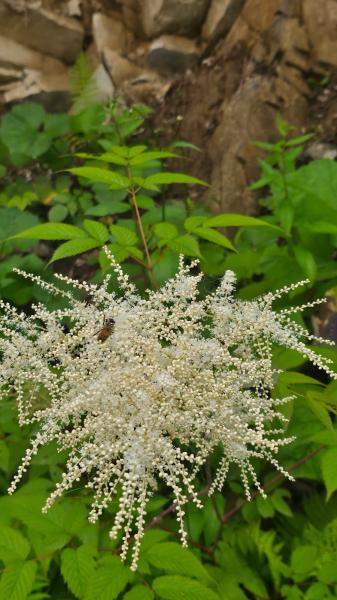 Doğal Karadeniz Turu  !Şeffaf Fiyatlı & Komisyonsuz!