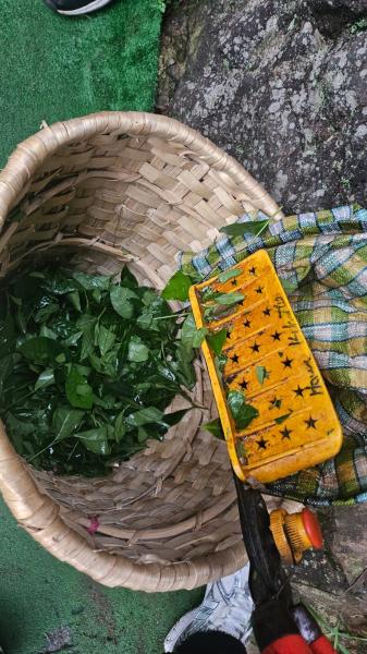 Doğal Karadeniz Turu  !Şeffaf Fiyatlı & Komisyonsuz!