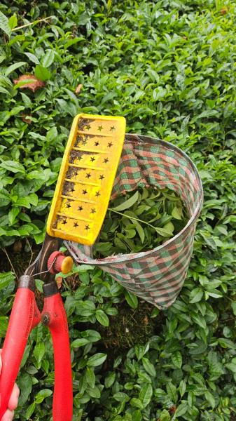 Doğal Karadeniz Turu  !Şeffaf Fiyatlı & Komisyonsuz!