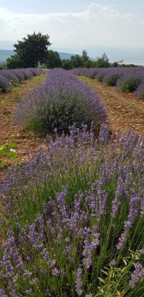 Isparta Eğirdir Salda Turu ( Lavanta Bahçeleri )