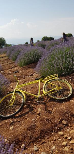 Isparta Eğirdir Salda Turu ( Lavanta Bahçeleri )