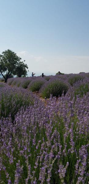 Isparta Eğirdir Salda Turu ( Lavanta Bahçeleri )