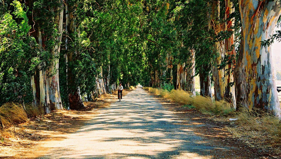 Datça Badem Çiçeği Festivali