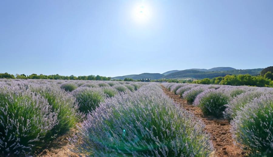Lavanta Tarlaları Salda Gölü Pamukkale Çeşme Alaçatı Turu (1 Gece Otel Konaklamalı)	: Turkuaz Sularda Bembeyaz Kumlarda Unutamayacağınız Bir Tatil Deneyimi İçin Sizleri Bekliyoruz. Salda Gölü’nün Ferahlığında, Pamukkale Travertenlerinin Süt Beyaz Havuzlarında Kısa Bir Tatil Ve Görsel Şöleni Hafızalarınıza SSC TUR İmzasıyla Kaydediyoruz.