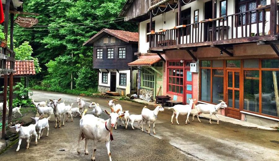 Ankara Çıkışlı Uçaklı Karadeniz Yaylaları ve Batum Turu (3 Gece Otel Konaklamalı): Kendinizi rüyada hissedeceğiniz, her anını unutamayacağınız Karadeniz tatiline sizleri de bekliyoruz. Mavi ve yeşili hiç bu kadar ahenkle dans ettiğini görmemiştiniz. Tulum ile horon vurmaya kemençenin tınısını dinlemeye gidiyoruz daaaaaa...
