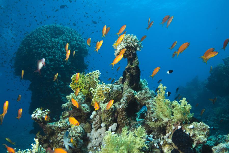 Ajet Havayolları İle Promosyon Sharm El Sheikh Turu  ( 7 Gece Otelden Geç Çıkışlı )