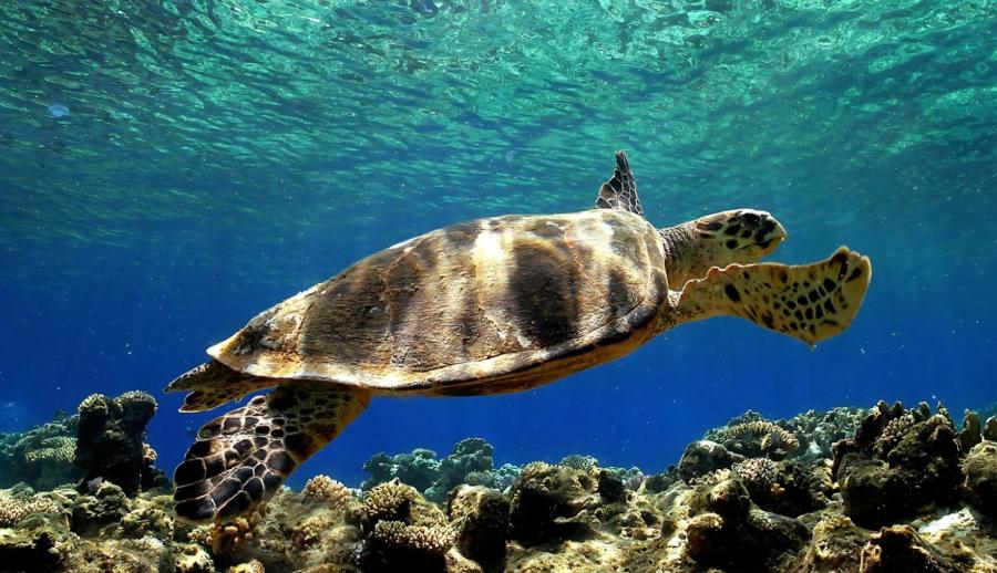 Süper Promosyon Rüya Gibi Ege Akdeniz Antalya Kaş Fethiye Ölüdeniz Marmaris Bodrum Turu (5 Gece Otel Konaklamalı): Rüya gibi Ege Akdeniz Turlarımız ile Ülkemizin önde gelen turistik mekânlarında geçireceğiniz bir hafta boyunca; denizin, güneşin, kumsalın ve eğlencenin doyumsuz tadına erişeceksiniz. Tekne Turları, Jeep Safari, Rafting, Dalış Turu, Yamaç Paraşütü, Saklıkent, Ölüdeniz, Iztuzu Plajı.