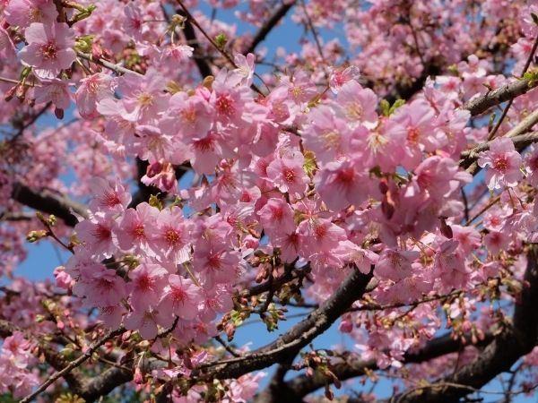 THY ile Grand Japonya Turu  Ekstra Tur Yok Tüm Turlar Dahil NRT - KIX: Doğan Güneşin Ülkesi’ne yolculuk  
AKTARMASIZ DİREKT UÇUŞ !!!
Ekstra Tur Yok -Tüm Turlar Dahil !!! 
