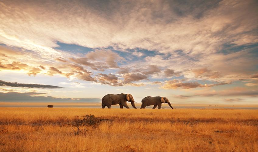 Elegant Kenya Büyük Göç Turu ( 6 Gece Otel Konaklamalı ): Türk Hava Yolları İle Uçuş İmkanı
Safari Lodge Konaklama 
Tüm Safari Turları ve Tüm Yemekler Fiyata Dahil
Nairobi 2 Gece Konaklama
Naivasha Gölü 1 Gece Konaklama
Nakuru Gölü 1 Gece Konaklama
Masai Mara National Park 2 Gece Konaklama