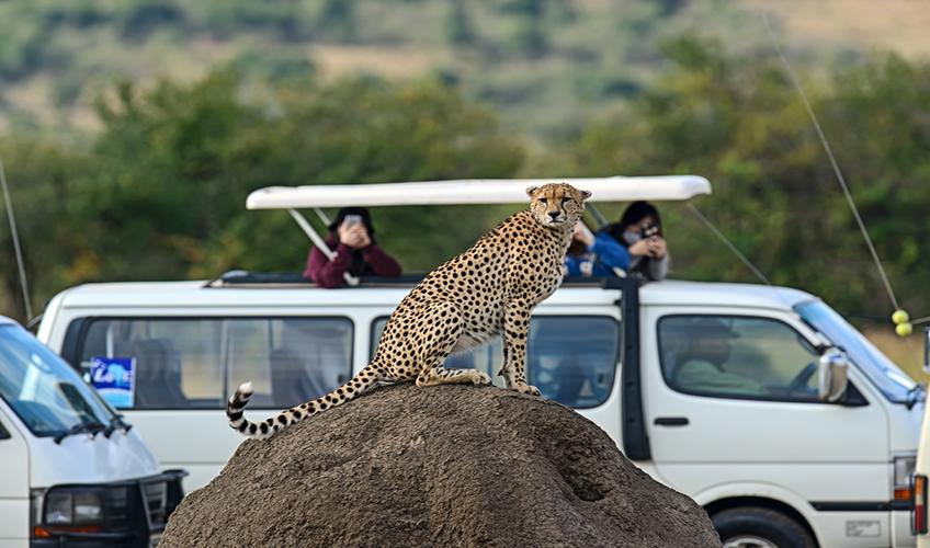 Elegant Kenya Büyük Göç Turu ( 6 Gece Otel Konaklamalı ): Türk Hava Yolları İle Uçuş İmkanı
Safari Lodge Konaklama 
Tüm Safari Turları ve Tüm Yemekler Fiyata Dahil
Nairobi 2 Gece Konaklama
Naivasha Gölü 1 Gece Konaklama
Nakuru Gölü 1 Gece Konaklama
Masai Mara National Park 2 Gece Konaklama