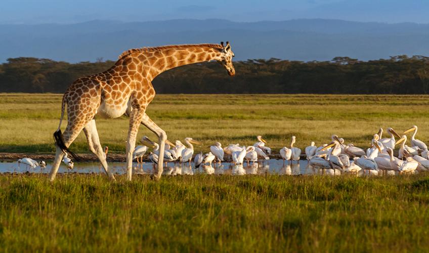 Elegant Kenya Büyük Göç Turu ( 6 Gece Otel Konaklamalı ): Türk Hava Yolları İle Uçuş İmkanı
Safari Lodge Konaklama 
Tüm Safari Turları ve Tüm Yemekler Fiyata Dahil
Nairobi 2 Gece Konaklama
Naivasha Gölü 1 Gece Konaklama
Nakuru Gölü 1 Gece Konaklama
Masai Mara National Park 2 Gece Konaklama