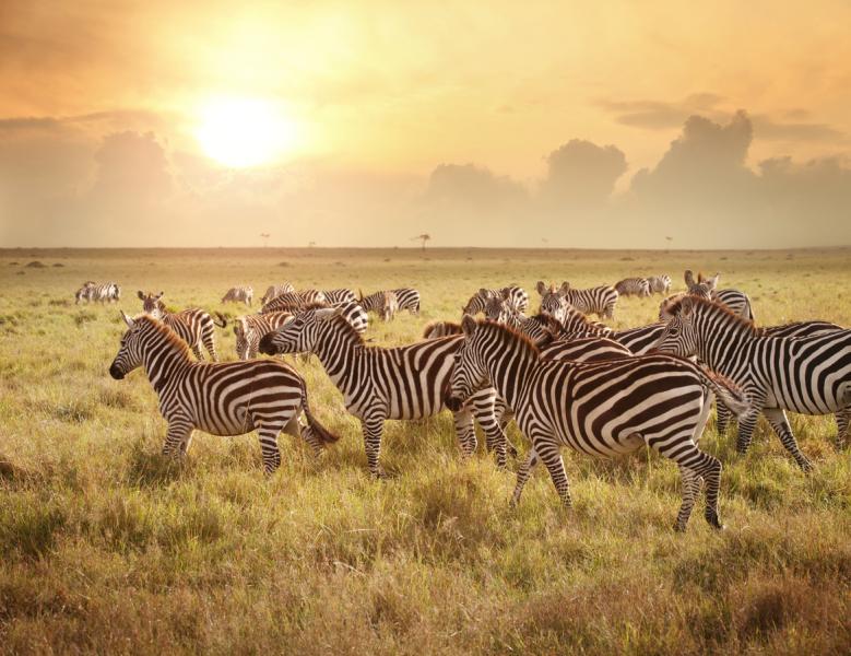 Elegant Kenya Tanzanya Büyük Göç Turu ( 9 Gece Otel Konaklamalı ): Türk Hava Yolları İle Uçuş İmkanı
Safari Lodge Konaklama 
Tüm Safari Turları ve Tüm Yemekler Fiyata Dahil
Nairobi 1 Gece Konaklama
Zanzibar  3 Gece Konaklama
Ngorongoro Krateri 1 Gece Konaklama
Masai Mara National Park 2 Gece Konaklama
Serengeti National Park 2 Gece Konaklama