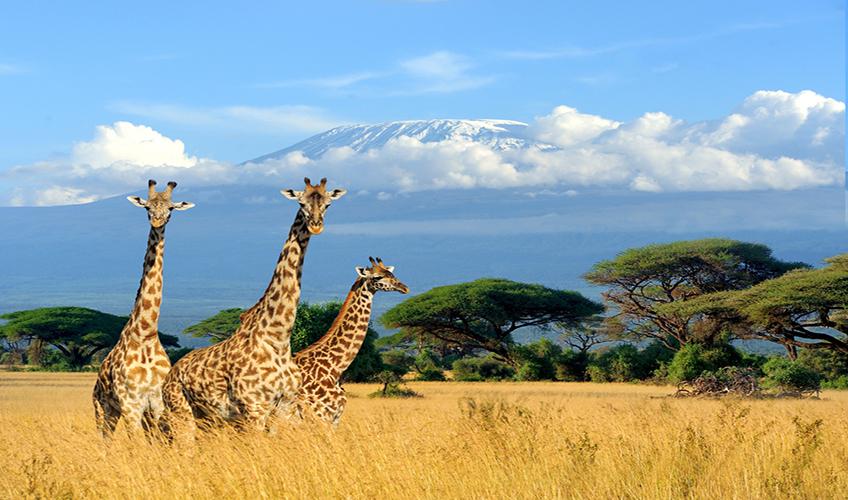 Elegant Kenya Tanzanya Büyük Göç Turu ( 9 Gece Otel Konaklamalı ): Türk Hava Yolları İle Uçuş İmkanı
Safari Lodge Konaklama 
Tüm Safari Turları ve Tüm Yemekler Fiyata Dahil
Nairobi 1 Gece Konaklama
Zanzibar  3 Gece Konaklama
Ngorongoro Krateri 1 Gece Konaklama
Masai Mara National Park 2 Gece Konaklama
Serengeti National Park 2 Gece Konaklama