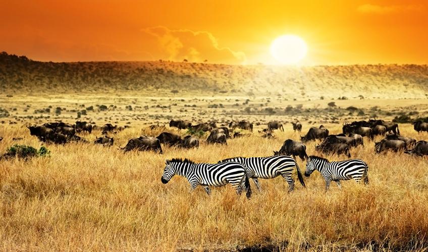 Elegant Kenya Tanzanya Büyük Göç Turu ( 9 Gece Otel Konaklamalı ): Türk Hava Yolları İle Uçuş İmkanı
Safari Lodge Konaklama 
Tüm Safari Turları ve Tüm Yemekler Fiyata Dahil
Nairobi 1 Gece Konaklama
Zanzibar  3 Gece Konaklama
Ngorongoro Krateri 1 Gece Konaklama
Masai Mara National Park 2 Gece Konaklama
Serengeti National Park 2 Gece Konaklama