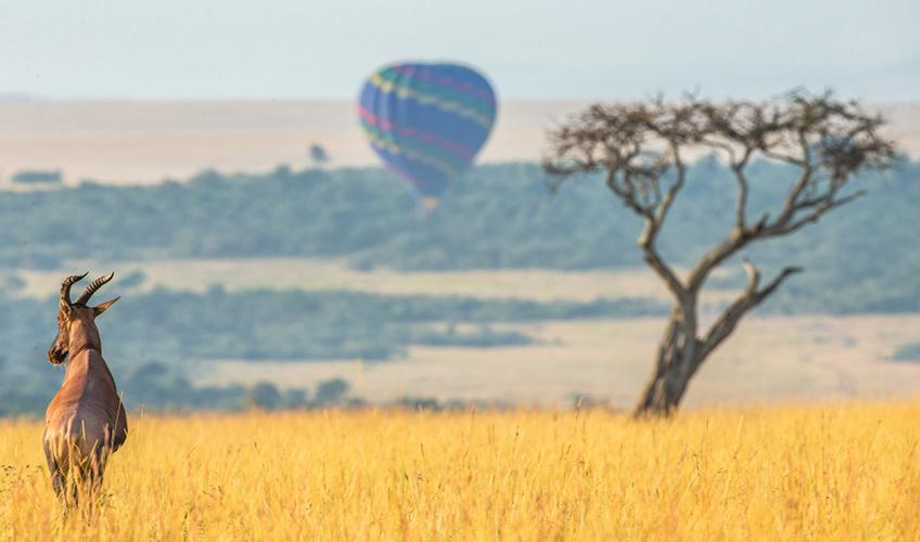 Elegant Kenya Tanzanya Büyük Göç Turu ( 9 Gece Otel Konaklamalı ): Türk Hava Yolları İle Uçuş İmkanı
Safari Lodge Konaklama 
Tüm Safari Turları ve Tüm Yemekler Fiyata Dahil
Nairobi 1 Gece Konaklama
Zanzibar  3 Gece Konaklama
Ngorongoro Krateri 1 Gece Konaklama
Masai Mara National Park 2 Gece Konaklama
Serengeti National Park 2 Gece Konaklama
