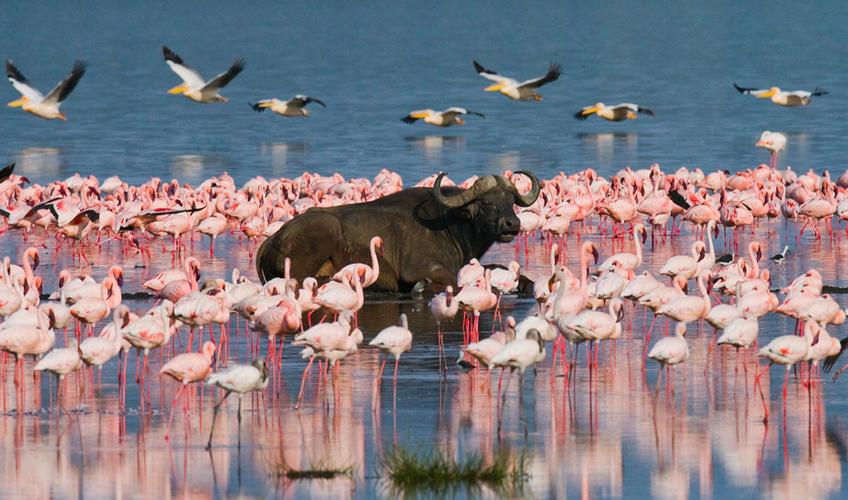 Elegant Kenya Tanzanya Büyük Göç Turu ( 9 Gece Otel Konaklamalı ): Türk Hava Yolları İle Uçuş İmkanı
Safari Lodge Konaklama 
Tüm Safari Turları ve Tüm Yemekler Fiyata Dahil
Nairobi 1 Gece Konaklama
Zanzibar  3 Gece Konaklama
Ngorongoro Krateri 1 Gece Konaklama
Masai Mara National Park 2 Gece Konaklama
Serengeti National Park 2 Gece Konaklama