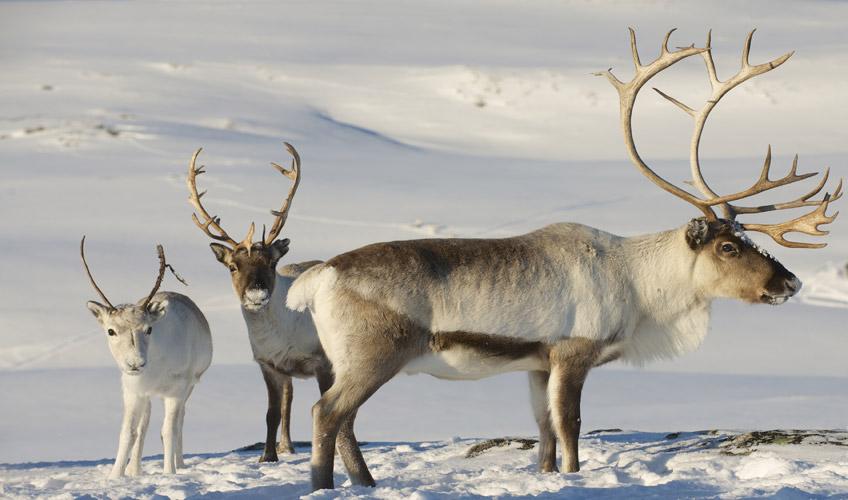 Sevgililer Gününe Türk Hava Yolları İle Özel Comfort Lapland (3 Gece Otel Konaklamalı ): Türk Hava Yolları İle Uçuş İmkanı 
3 Sabah Kahvaltısı Dahil 
Rovanıemı 3 Gece Otel Konaklaması 
