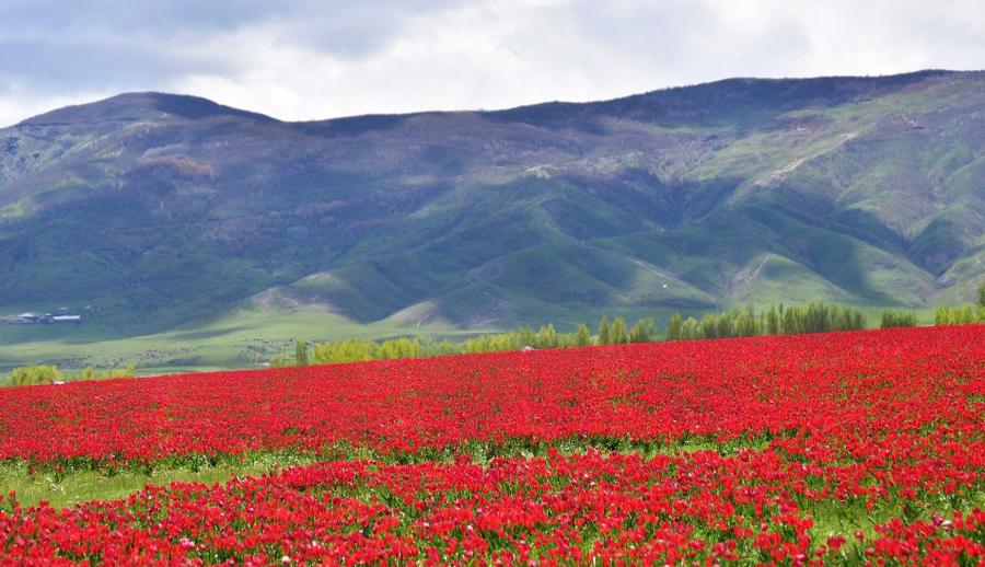 Thy İle Bin Yıllık Rotalar Uçaklı Bitlis Ahlat Hizan Hakkari Yüksekova Berçelan Yaylası Turu (3 Gece Otel Konaklamalı): SSCTUR İle Bin Yıllık Rotada Unutulmaz Bir Yolculuğa Tanıklık Etmeye Hazır mısınız? Muhteşem Bir Keşif Rotasına Çıkıyoruz! Hizan'ın Doğa Harikaları,Hakkari'nin Etkileyici Dağları,Berçelan Yaylası'nın Eşsiz Manzaralarıyla Birlikte Keşfedilmeyi Bekleyen Güzelliklerle Dolu Bir Yolculuk Sizleri Bekliyor